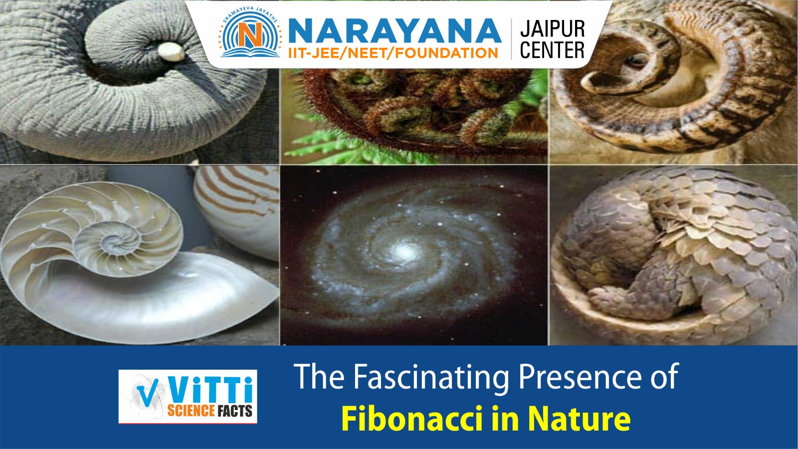 The Fascinating Presence of Fibonacci in Nature